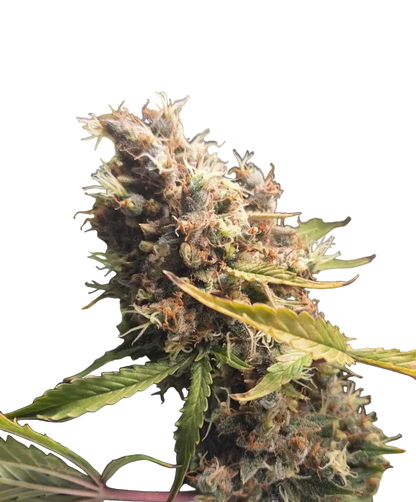 A close macro of resin-glazed calyxes catching the light, from the Purple Scoops x Clementine autoflower strain.