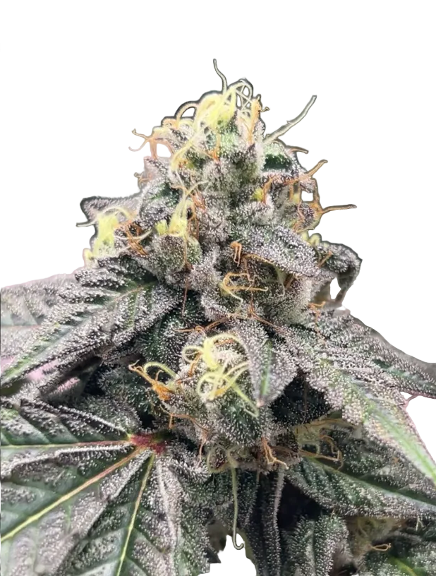 A plump lime-green flower with scattered amber hairs — Purple Scoops x Clementine feminized autoflower.