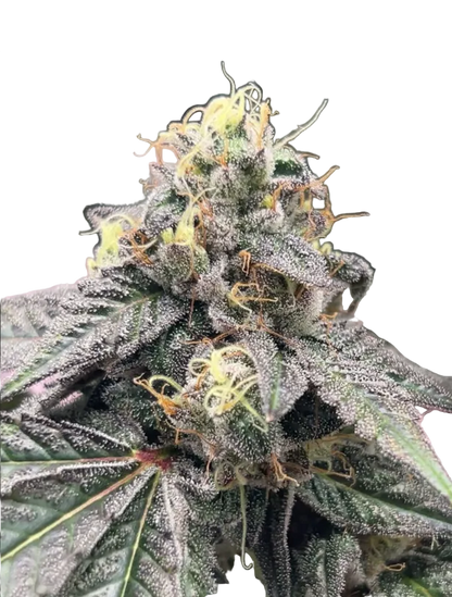 A plump lime-green flower with scattered amber hairs — Purple Scoops x Clementine feminized autoflower.