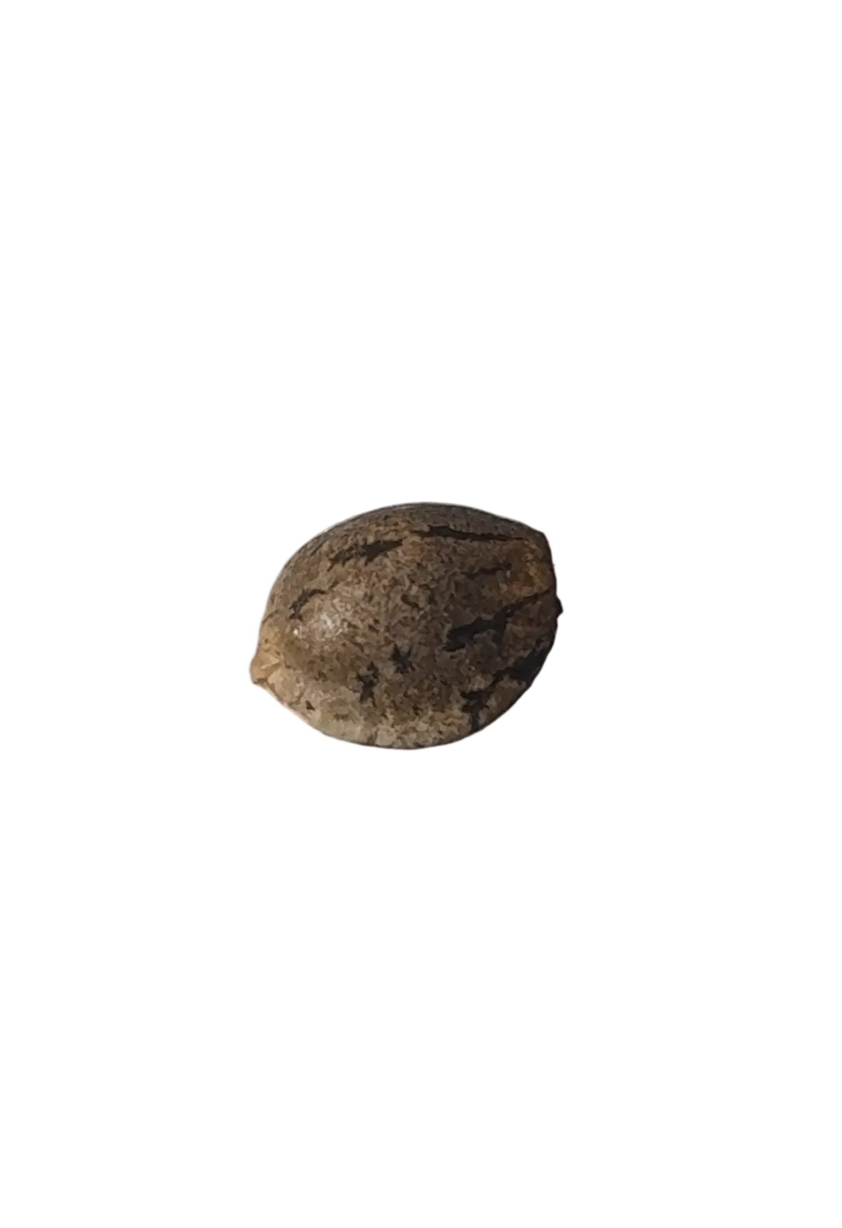 A close macro of a tiger-striped seed and its mottled shell, from the Purple Scoops x Clementine autoflower cross.