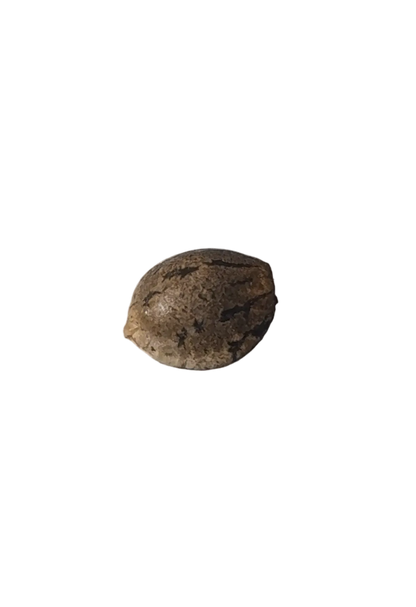 A close macro of a tiger-striped seed and its mottled shell, from the Purple Scoops x Clementine autoflower cross.