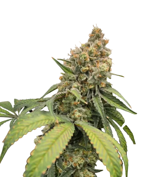 Close-up of a lush green flower with a light sugar coating and amber hairs — the Purple Scoops x Sunset Sherbet feminized autoflower.