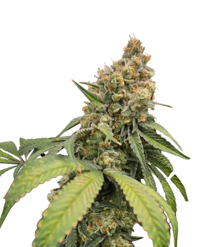 Close-up of a lush green flower with a light sugar coating and amber hairs — the Purple Scoops x Sunset Sherbet feminized autoflower.