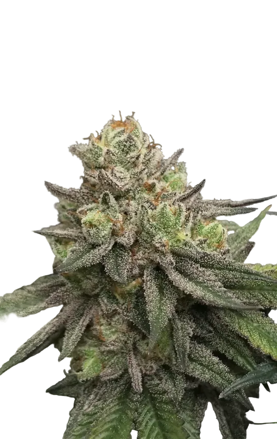 A bright, resinous bud with tangled orange pistils, the Purple Scoops x Sunset Sherbet F1 autoflower cross.