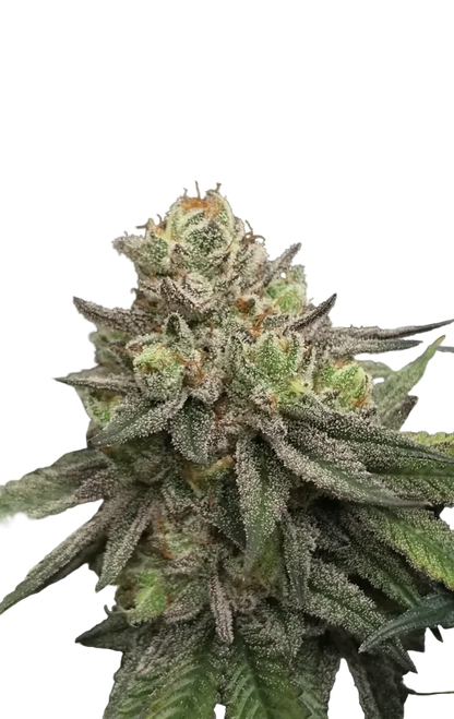 A bright, resinous bud with tangled orange pistils, the Purple Scoops x Sunset Sherbet F1 autoflower cross.