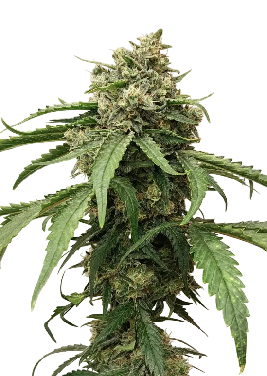 A dense green cola dusted evenly in white crystals — the Purple Scoops x Sunset Sherbet autoflowering hybrid.
