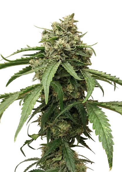 A dense green cola dusted evenly in white crystals — the Purple Scoops x Sunset Sherbet autoflowering hybrid.