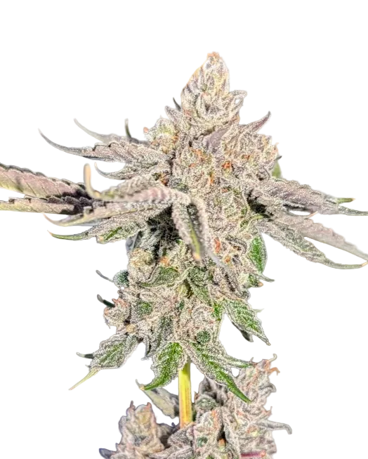 A bright green flower bristling with orange hairs and light frost, the Star Crunch x Sunset Sherbet F1 autoflower cross.
