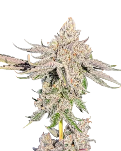 A bright green flower bristling with orange hairs and light frost, the Star Crunch x Sunset Sherbet F1 autoflower cross.