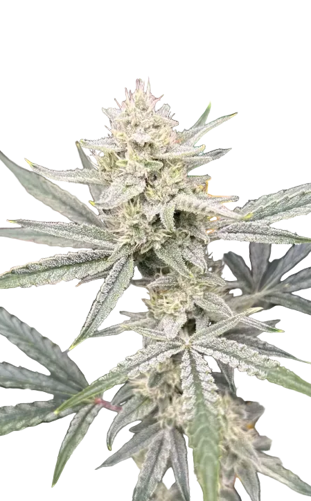 A snowy trichome-covered cola shot close on a dark field — the Star Crunch x Sunset Sherbet autoflowering hybrid.