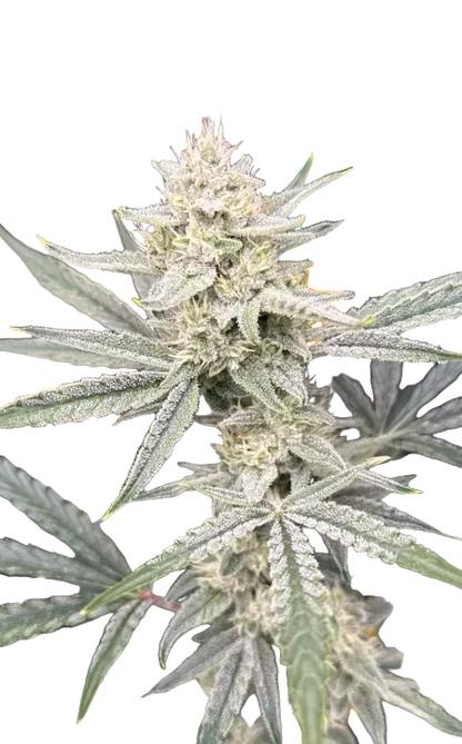 A snowy trichome-covered cola shot close on a dark field — the Star Crunch x Sunset Sherbet autoflowering hybrid.