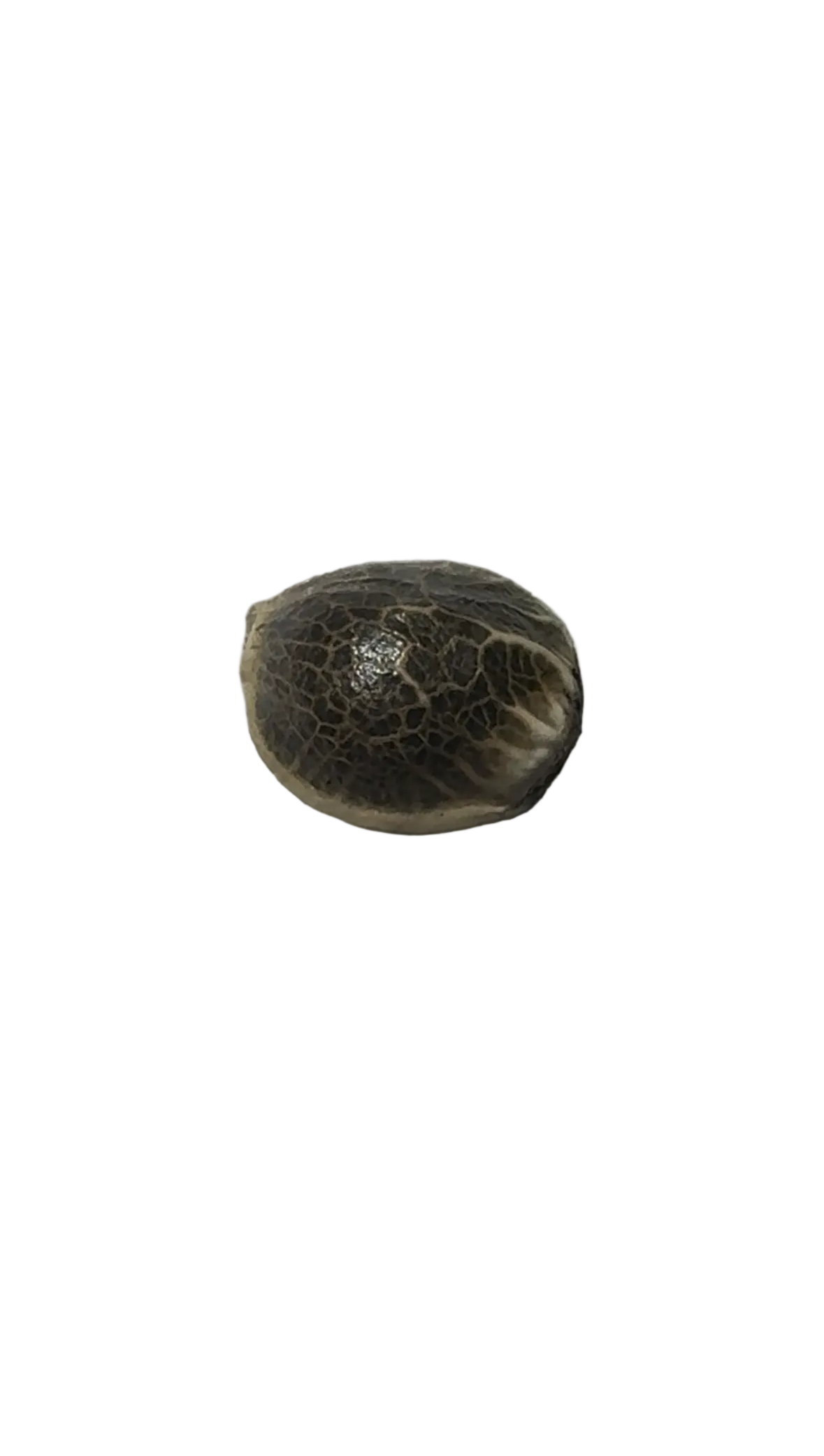 Two marbled cannabis seeds resting on a fingertip — Star Crunch x Sunset Sherbet F1 feminized autoflower seeds.