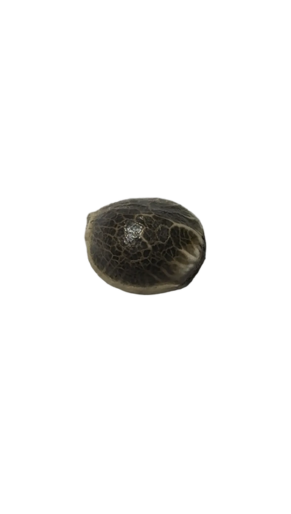 Two marbled cannabis seeds resting on a fingertip — Star Crunch x Sunset Sherbet F1 feminized autoflower seeds.