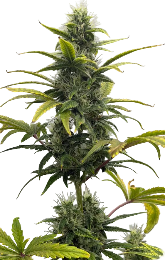 A frost-heavy green cola with a resinous glow, from Star Krunch x Clementine feminized autoflower seeds.