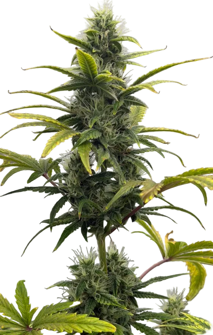 A frost-heavy green cola with a resinous glow, from Star Krunch x Clementine feminized autoflower seeds.