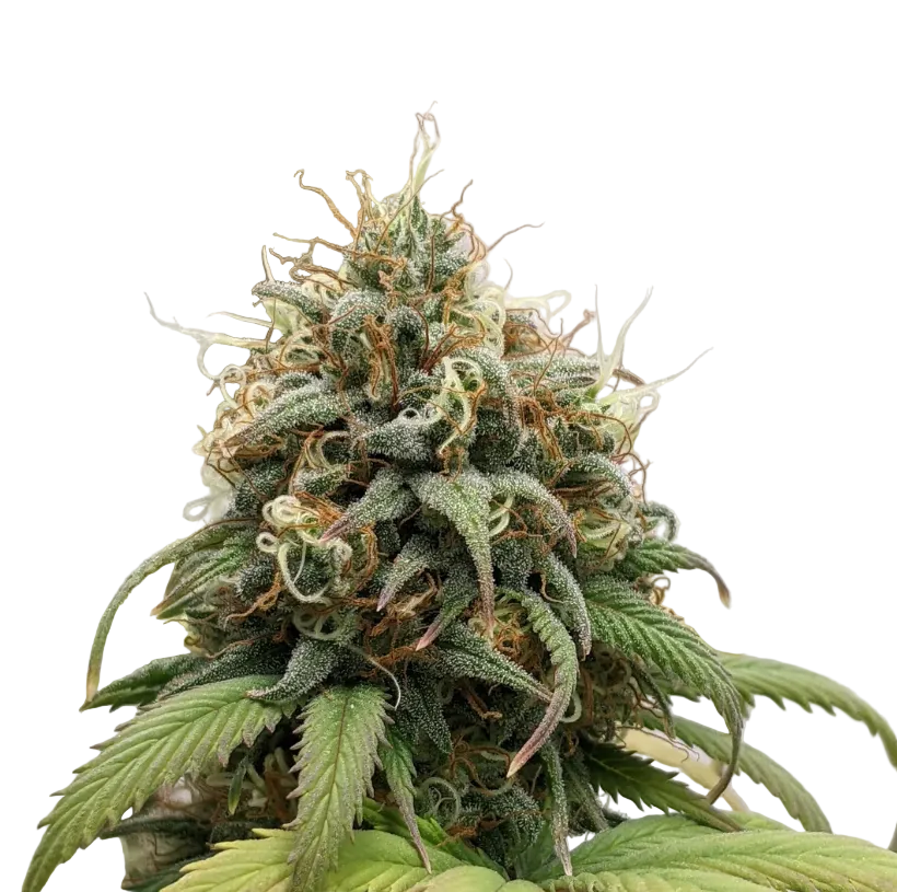 A rounded emerald flower packed with trichomes, the Star Krunch x Clementine F1 hybrid.