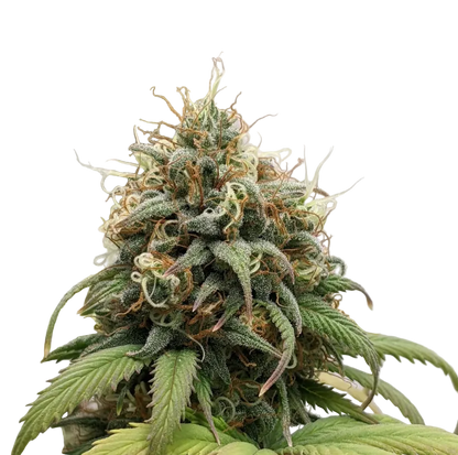 A rounded emerald flower packed with trichomes, the Star Krunch x Clementine F1 hybrid.
