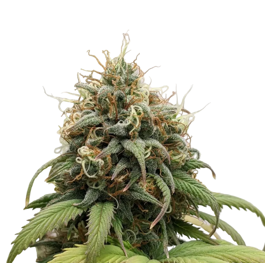 A rounded emerald flower packed with trichomes, the Star Krunch x Clementine F1 hybrid.