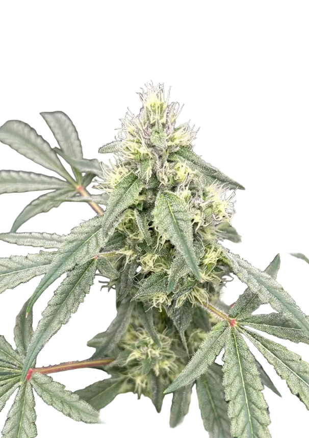A purple-hued nug with copper pistils and frosty tips, from the Star Krunch x Clementine autoflower strain.