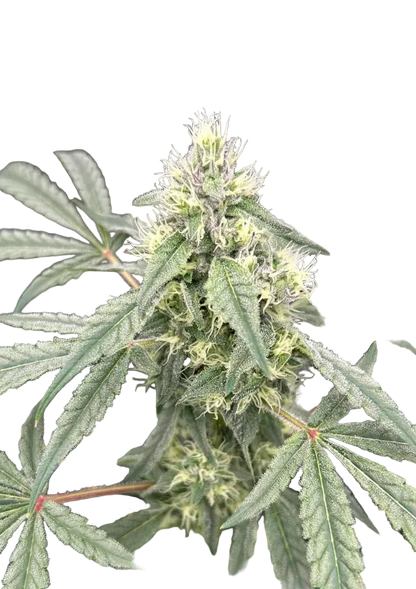 A purple-hued nug with copper pistils and frosty tips, from the Star Krunch x Clementine autoflower strain.