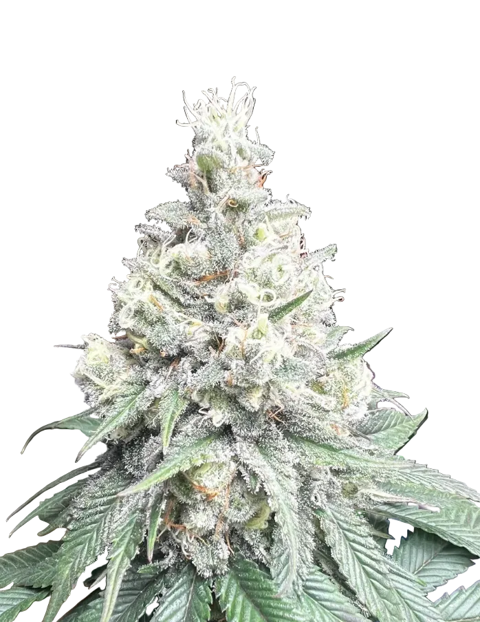 A dense green bud glistening with sticky resin — Star Krunch x Clementine feminized autoflower.