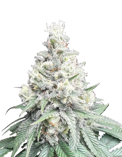 A dense green bud glistening with sticky resin — Star Krunch x Clementine feminized autoflower.