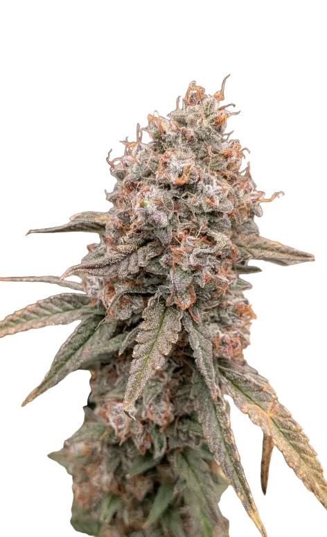 A sticky green cola glistening with resin under studio light, from the Wedding Cake x Sunset Sherbet autoflower strain.