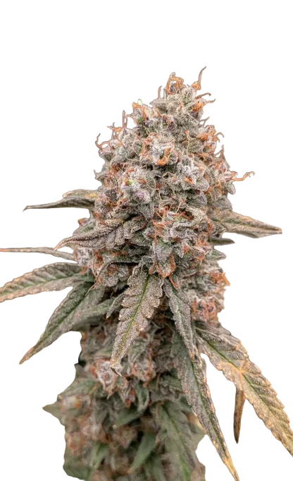A sticky green cola glistening with resin under studio light, from the Wedding Cake x Sunset Sherbet autoflower strain.