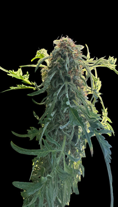 Mutant Chocolate FreakShow Single Seed NON-Feminized Regular Photoperiod