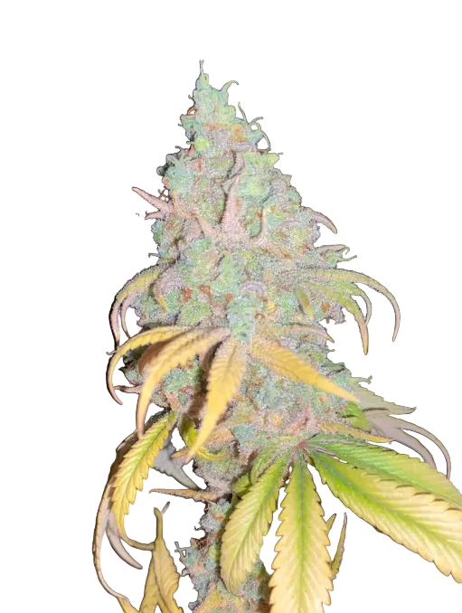 A close-up of a cannabis bud with green and yellow leaves under direct light against a dark background.