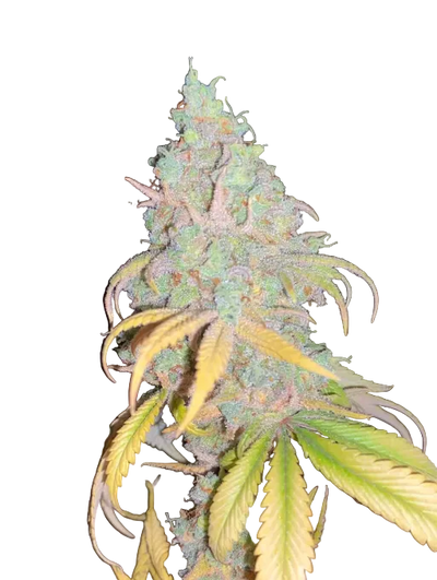 A close-up of a cannabis bud with green and yellow leaves under direct light against a dark background.