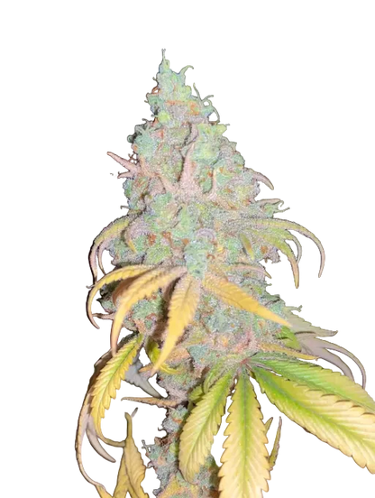A close-up of a cannabis bud with green and yellow leaves under direct light against a dark background.