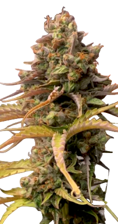 Close-up of a cannabis plant bud on a white background