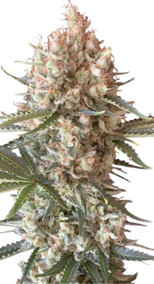 Close-up of a cannabis plant with a white background