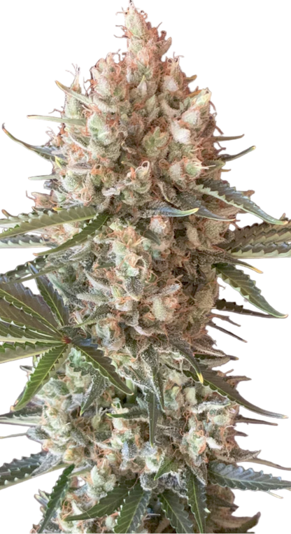 Close-up of a cannabis plant with a white background