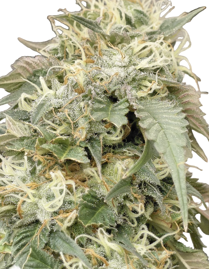 Close-up of a cannabis plant with green leaves and visible trichomes on a white background