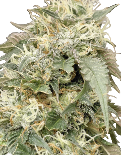 Close-up of a cannabis plant with green leaves and visible trichomes on a white background