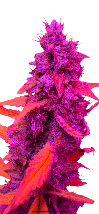 Double Bubble Donkey Fart OG Feminized Autoflowering Single Seed