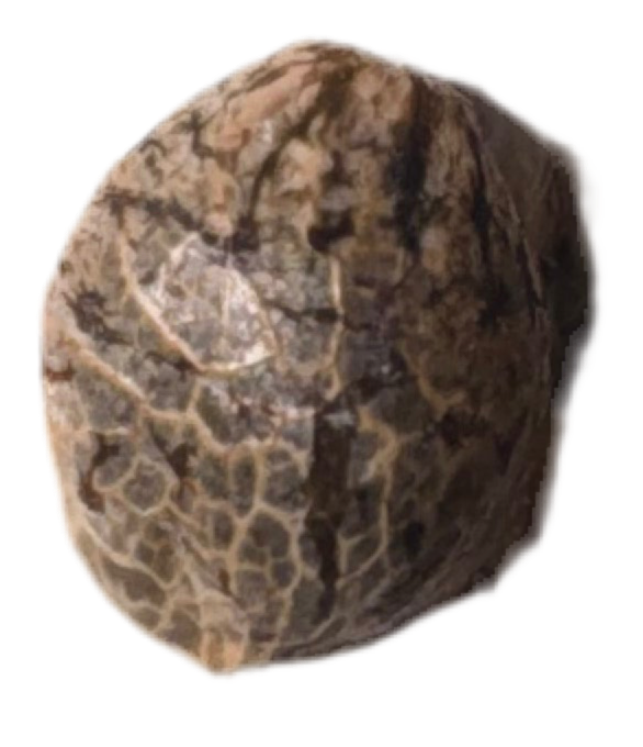 Close-up of a textured brown seed on a white background
