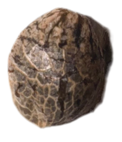 Close-up of a textured brown seed on a white background