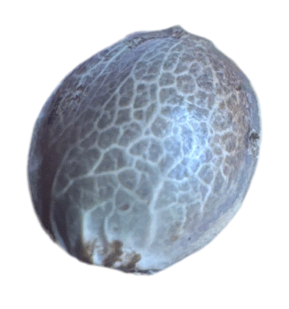 Close-up of a textured blue-gray cannabis seed on a white background