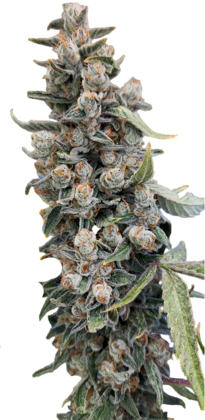 Feminized Cannabis Cola showing exotic Bud structure