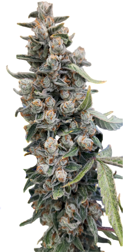 Feminized Cannabis Cola showing exotic Bud structure