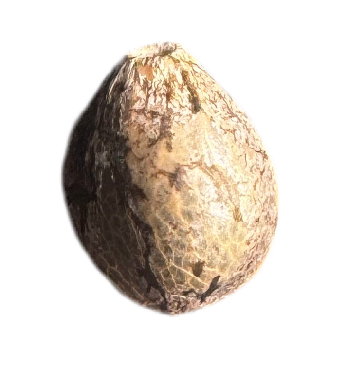 Small cannabis Fem Seed on a white background