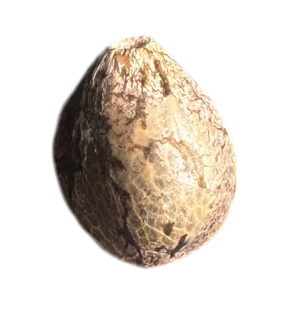 Small cannabis Fem Seed on a white background