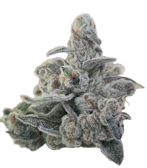 Close-up of a cannabis plant bud with frost on a white background