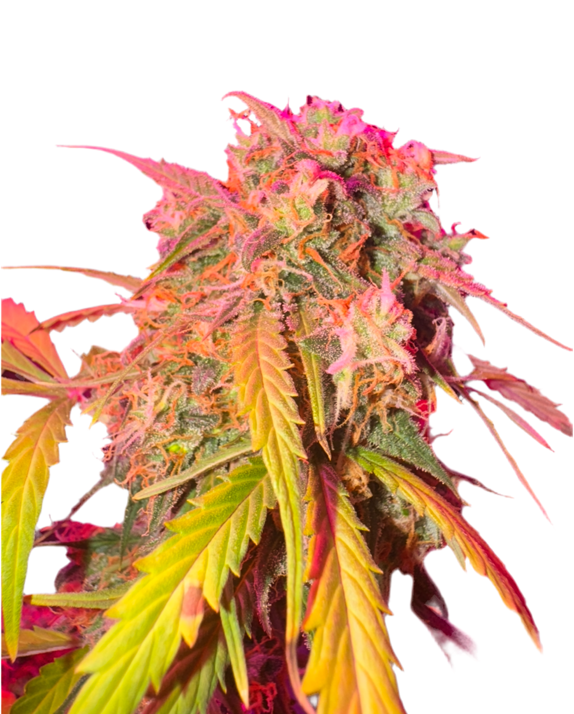 A colorful and detailed image of a cannabis plant with pink and green leaves, indicative of its flowering stage.