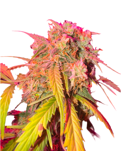 A colorful and detailed image of a cannabis plant with pink and green leaves, indicative of its flowering stage.