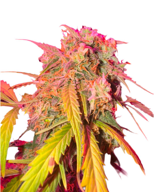 A colorful and detailed image of a cannabis plant with pink and green leaves, indicative of its flowering stage.
