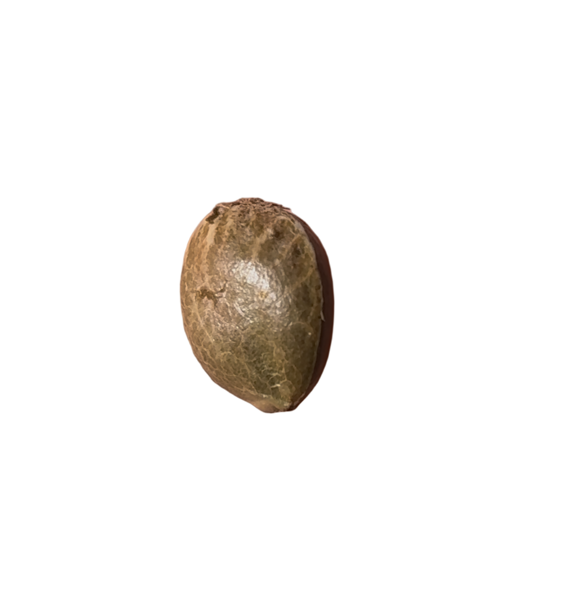 Brown seed pod on a white background